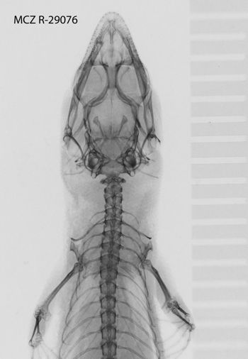 Media type: image;   Herpetology R-29076